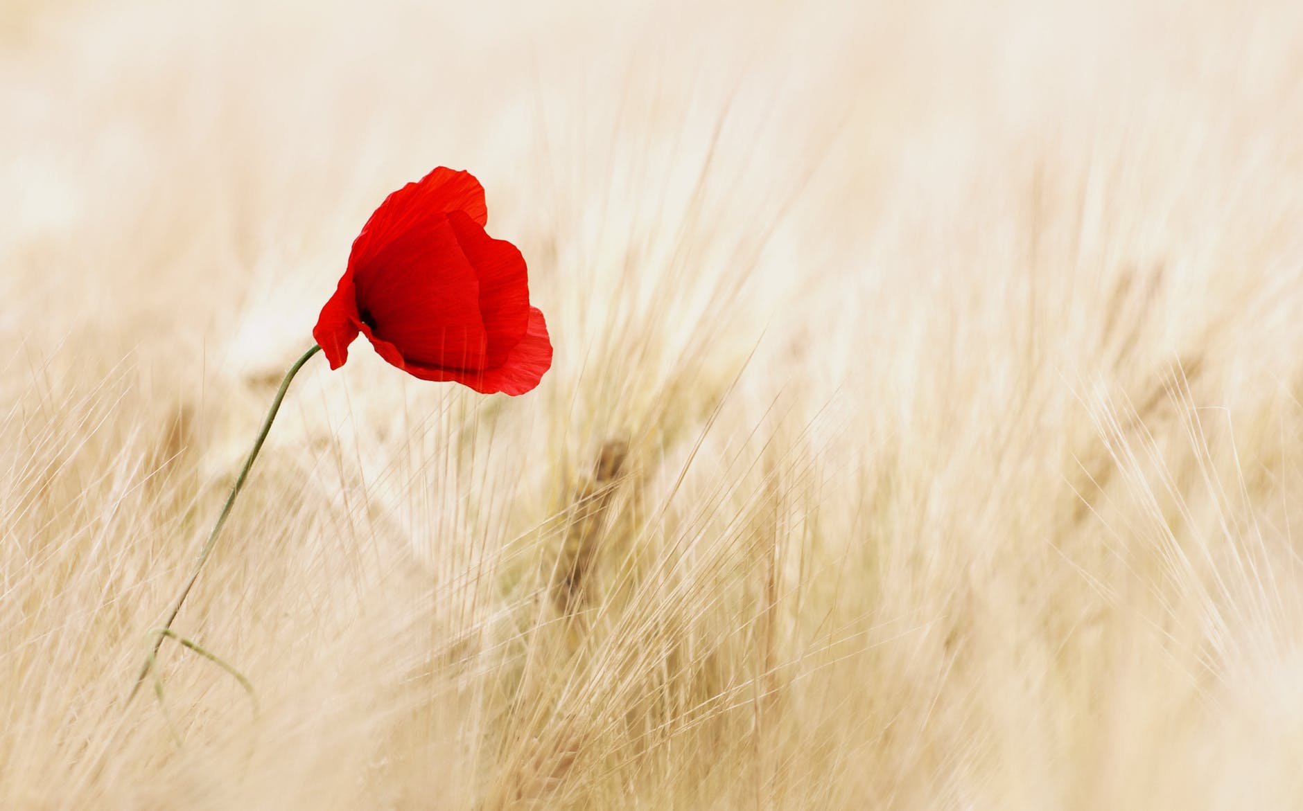 The image is of a poppy flower in a field. I represents how each of us are on our on Simple or Minimalist Living journeys.